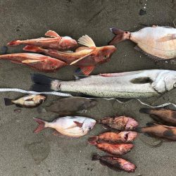 バラエティ豊か